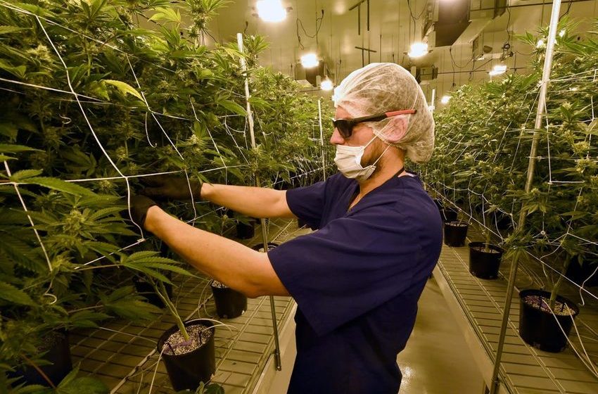  Report: Over 27 Million Pounds Of U.S. Legal Marijuana Industry Will Be Cultivated By 2030