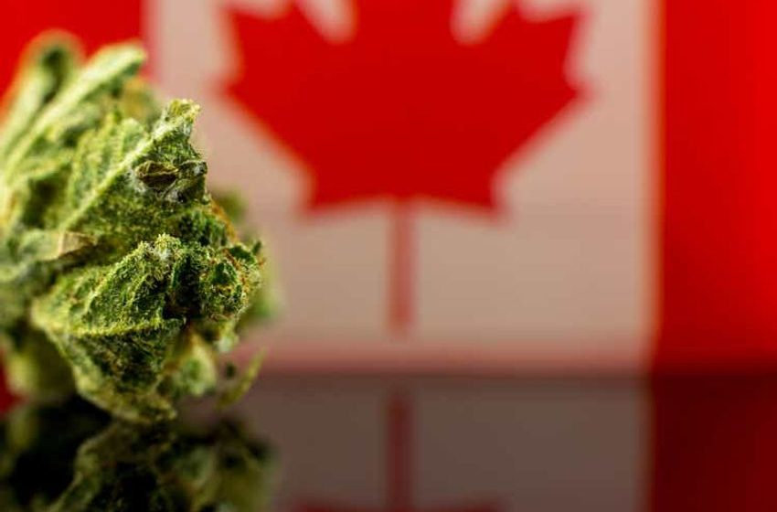  Non-medical cannabis sales rose 21% YTD in Canada – Cantor