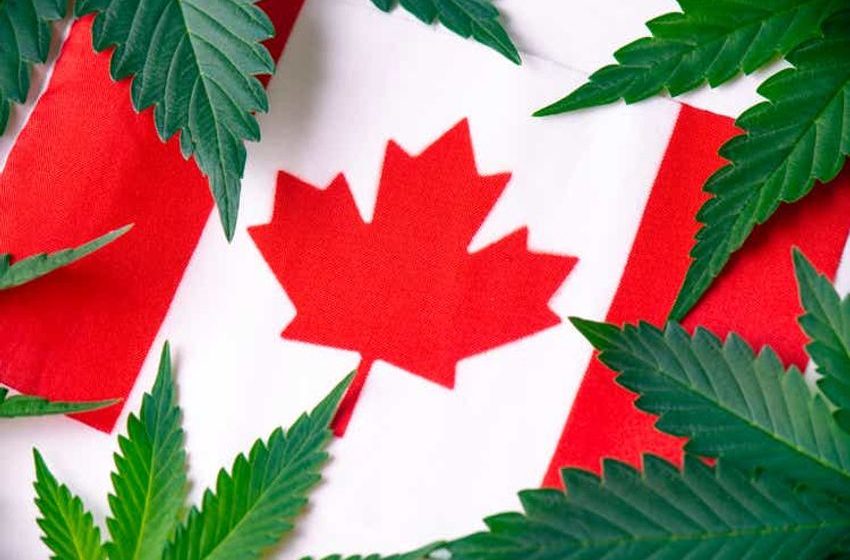  Most Canadian cannabis LPs not following Aurora’s decline after earnings disappointment