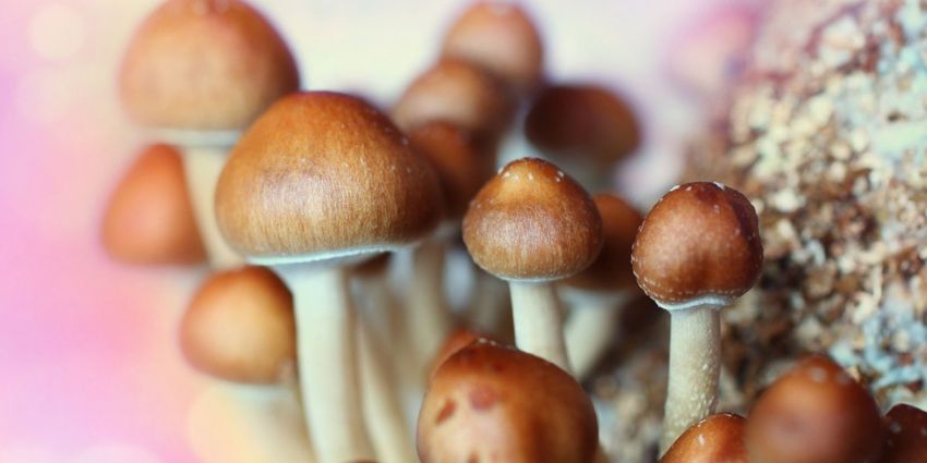  What happens to your brain on psychedelics?