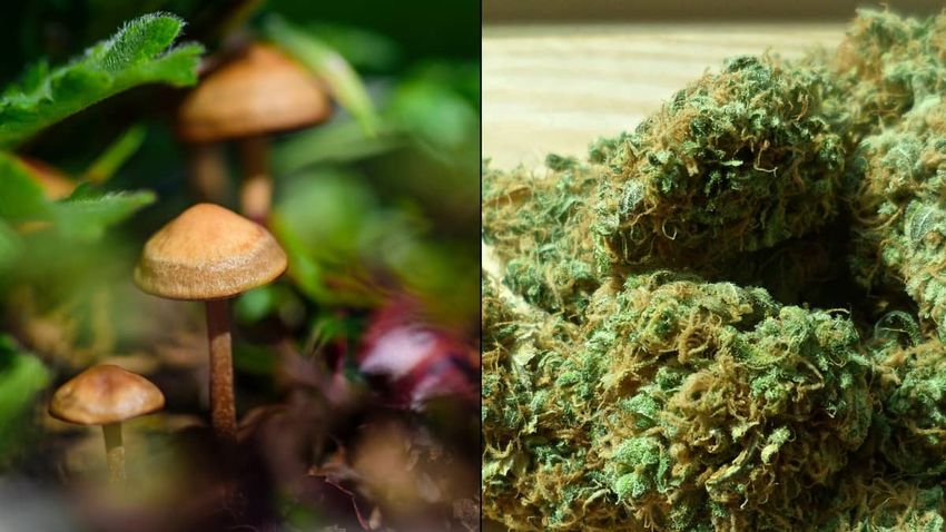  British woman’s cancer returned after she stopped using magic mushrooms and cannabis