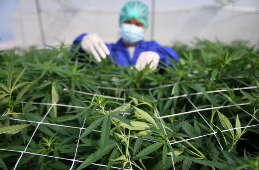  Japan may ease medical marijuana stance