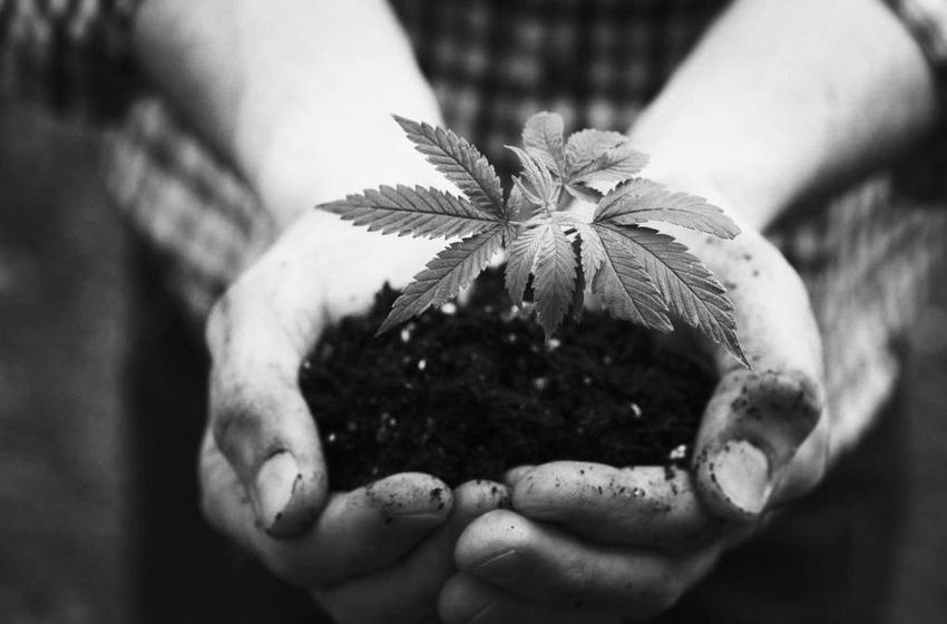  Why Hemp Is Entering the Mainstream and Adding Value to Business – Rolling Stone