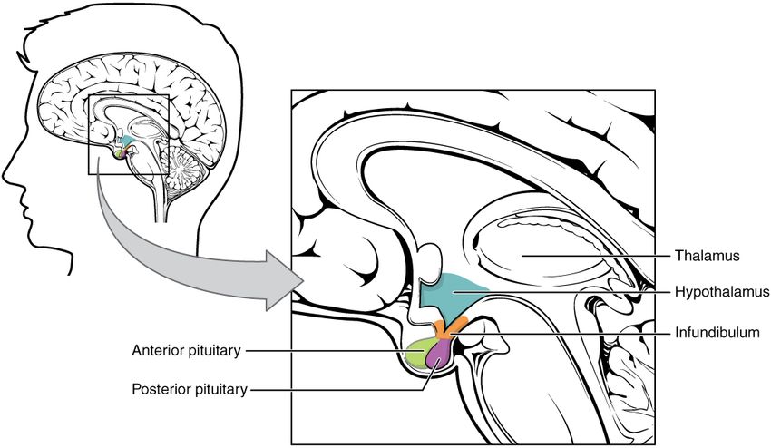  Book review: “The Heart of the Brain: The Hypothalamus and Its Hormones”