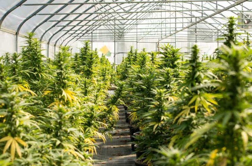  Cannabis REITs: Too Cheap To Get High