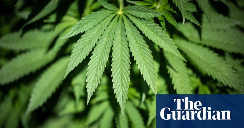  Legalise Marijuana Party withdraws Victorian election application as others take up the cause