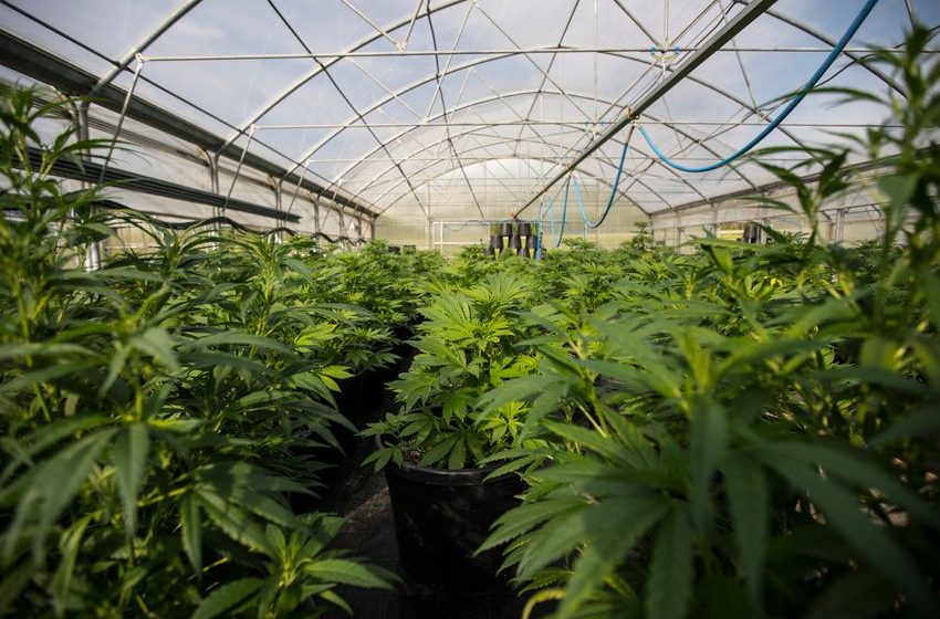  2 Top Cannabis Stocks to Buy for the Long Haul