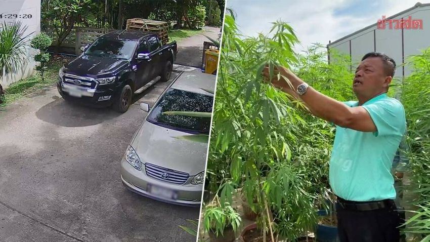  School principle steals cannabis tree and claims it was a mistake.