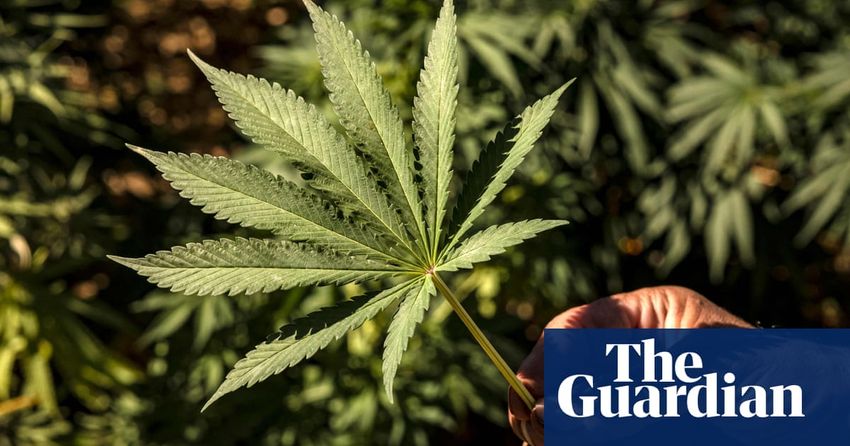  Victorian Greens push for cannabis to be legalised, taxed similarly to alcohol