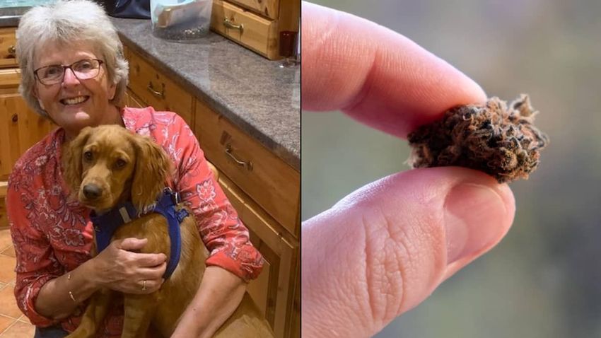  Couple hit with £800 vet bill after dog accidentally ate marijuana