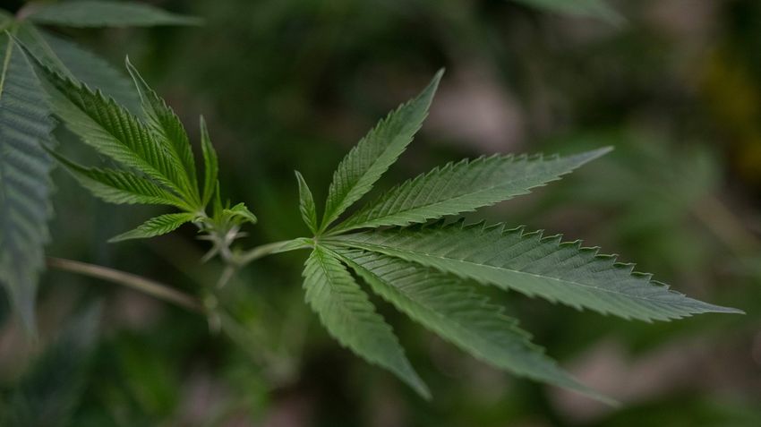  Costa Rica Moves Closer to Legalizing Weed