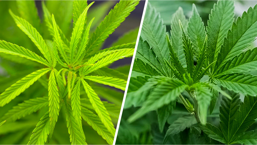  The 2-Minute Rule for Indica Vs Sativa – The Affects Of The Different Cannabis Strains