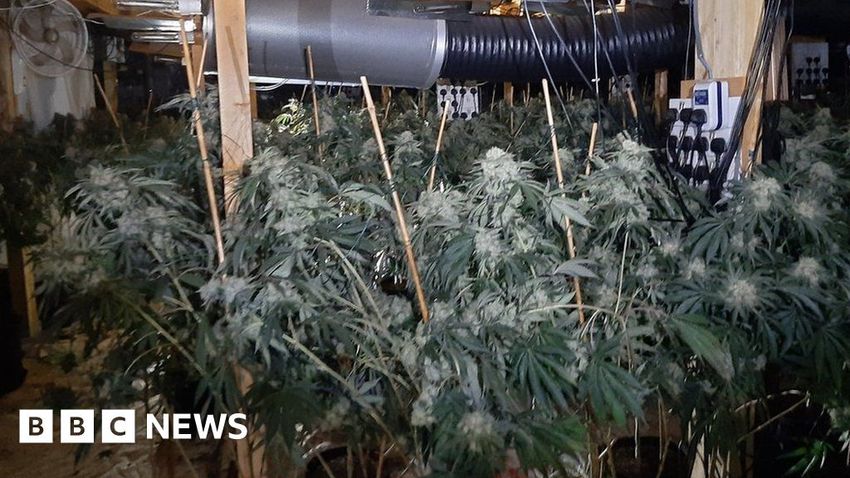  Bristol cannabis factory worth £3.5m discovered by police