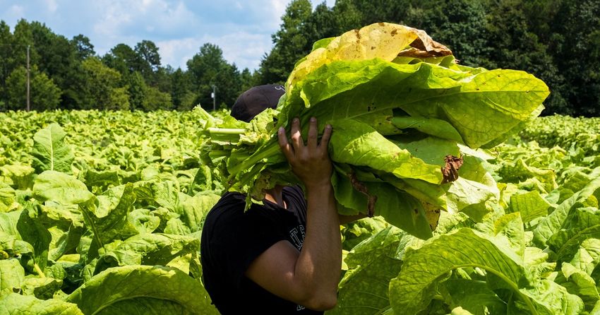  A North Carolina Farmer Was Accused of Abusing His Workers. Then Big Tobacco Backed His Election.