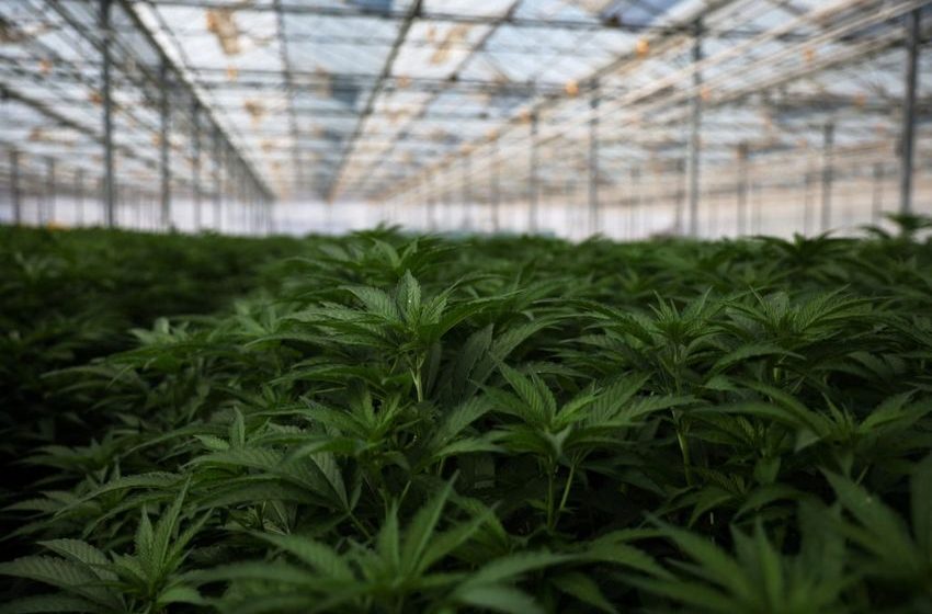  California expands effort to eradicate illegal marijuana growing