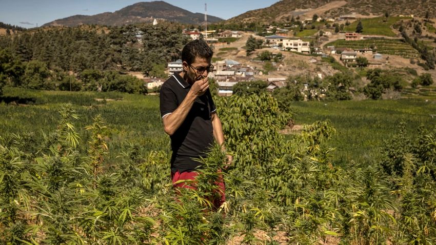  In Morocco Hills, Cannabis Farmers Bet on Budding Industry