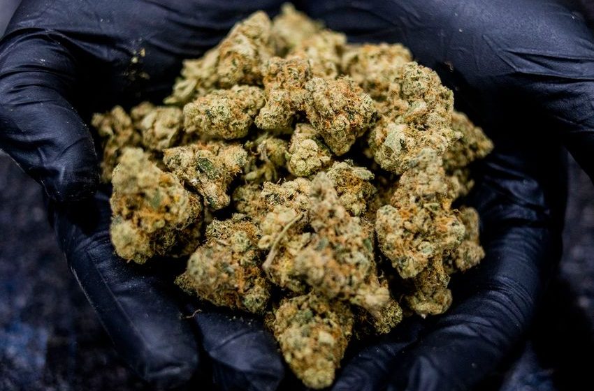  Race to the bottom? Plummeting Michigan marijuana prices great for buyers, bad for business – MLive.com