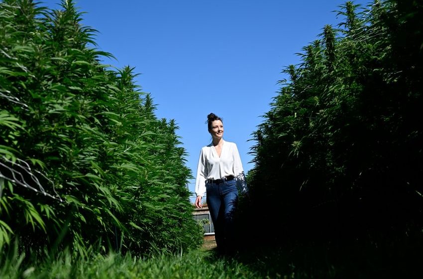  As harvest season winds up, many cannabis companies prefer to grow outdoors, despite challenges