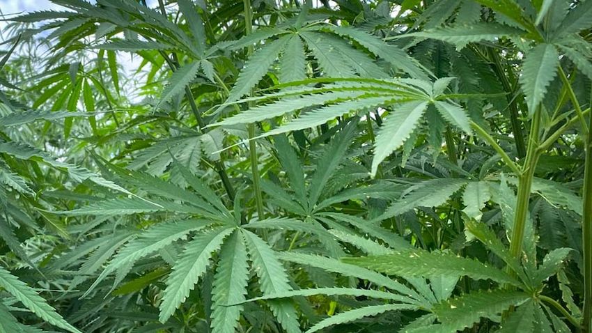  Hemp production levels set for new highs, say farmers and academics