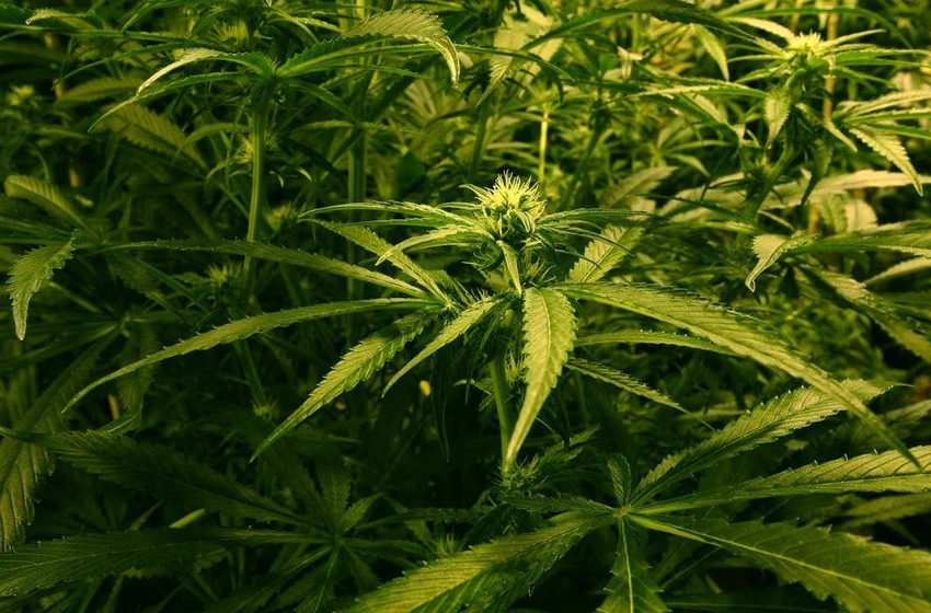  ‘No plans’ to tighten law on cannabis, says No 10