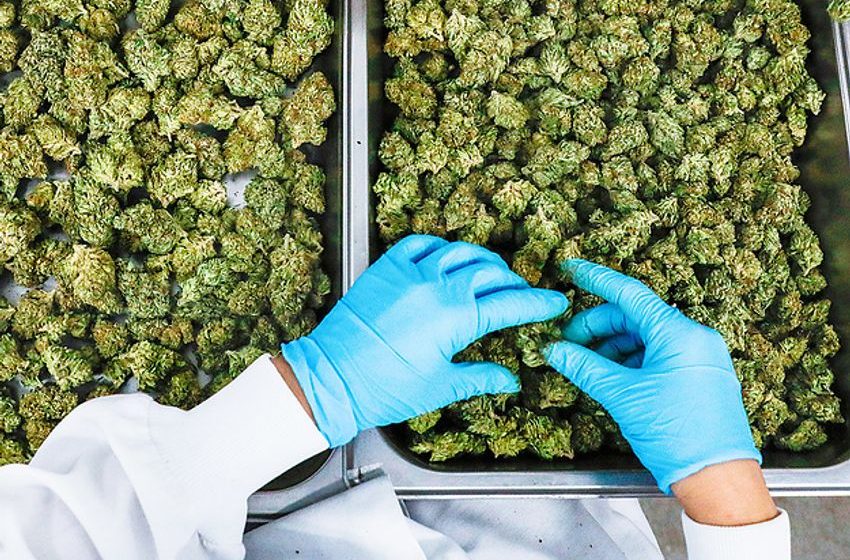  Health Risks Linked To Working In The Cannabis Industry Are Largely Unknown, But A 27-Year-Old’s Death Reveals The Potential Dangers