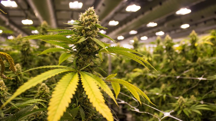  Canopy Growth looks to speed up entry into U.S. cannabis market with new holding company