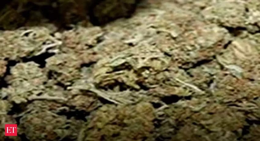  Assam: Cannabis worth Rs 15 crore seized at Jorabat near Guwahati