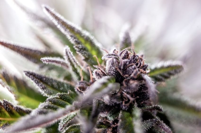  Weed Strain Of The Week: Ice Cream Cake