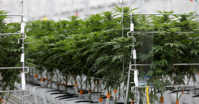  Cannabis stocks surge as Biden overhauls U.S. marijuana policy – Reuters