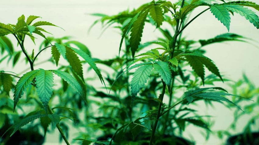  Federal Marijuana Legalization May Grow Home Cultivation Market And Services