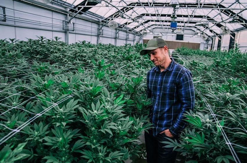  Could These 3 Marijuana Stocks Skyrocket in 2023?