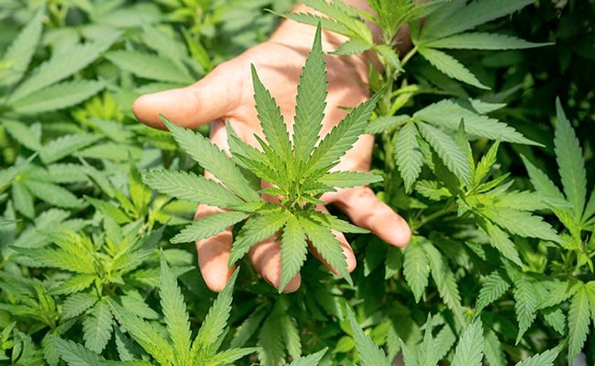  People Who Consume Cannabis Experience Higher Pain Post Surgery: Study