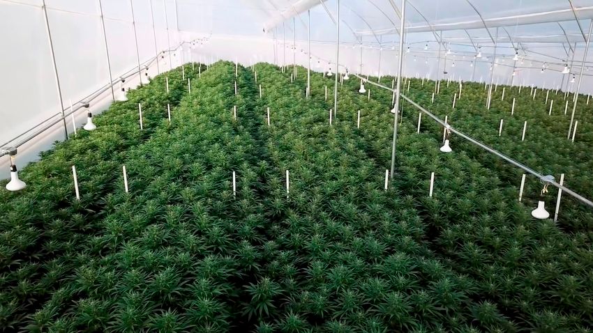  Why Canopy Growth Stock Is Glowing Green Today