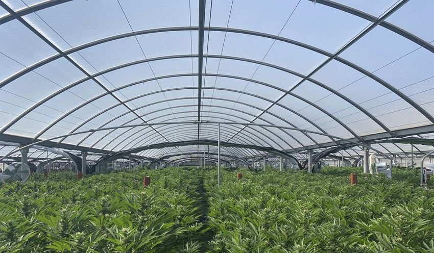  California targets illegal marijuana growers with new year-round task force