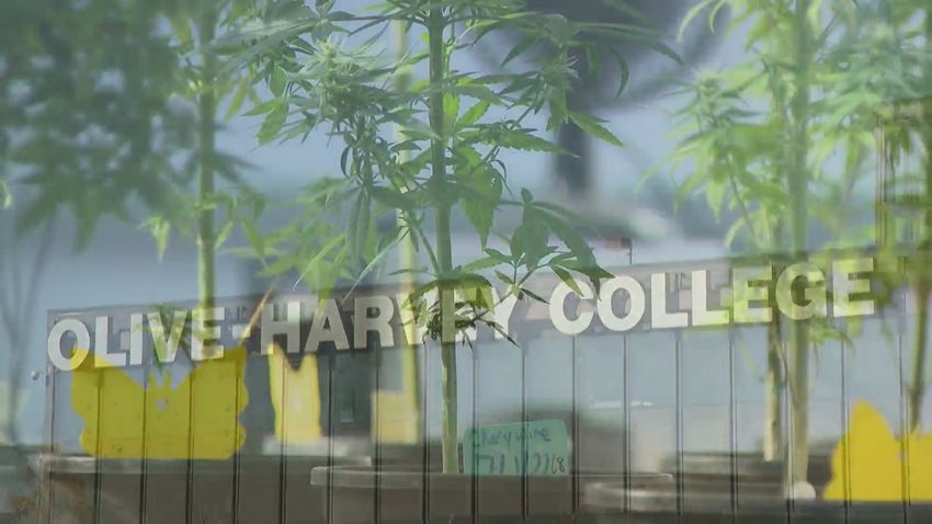  Olive Harvey College set to become 1st Illinois CC to offer an associate degree in ‘Applied Cannabis Studies’