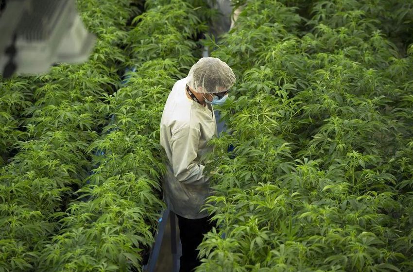  Canada’s cannabis producers say they’re in crisis. Here’s what they’re asking the government to do