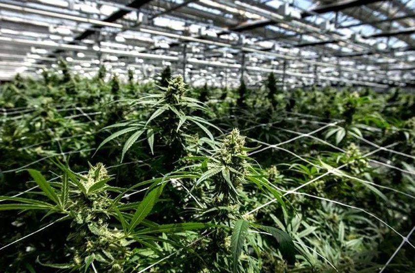  Trial begins for former CannTrust trio accused over unlicensed cannabis growing