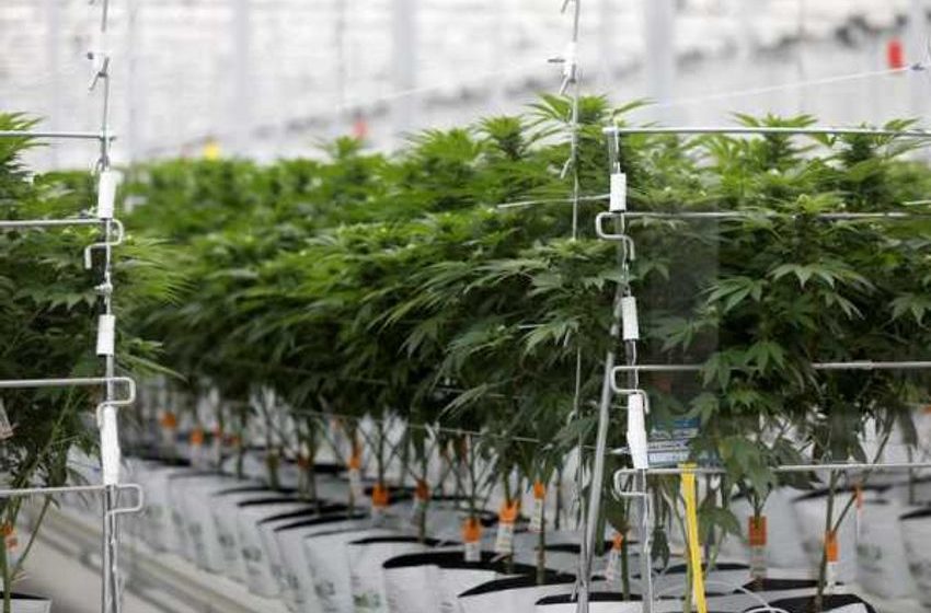 Cannabis stocks surge as Biden overhauls U.S. marijuana policy