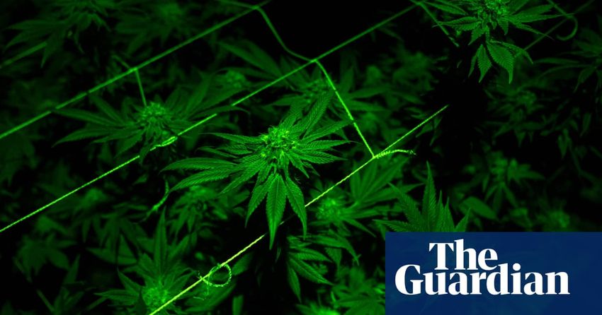  Victorian crossbench contenders vow to push for cannabis decriminalisation if elected