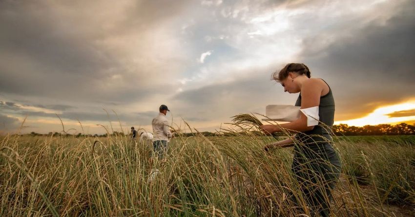  From hemp to Kernza, the hunt for more resilient food crops