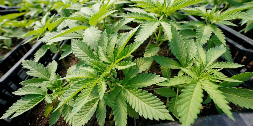  The Progressive Paradox on Marijuana – WSJ – The Wall Street Journal