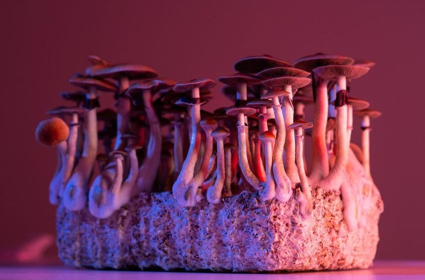  Colorado Voters Approve Legalizing Psychedelic Mushrooms