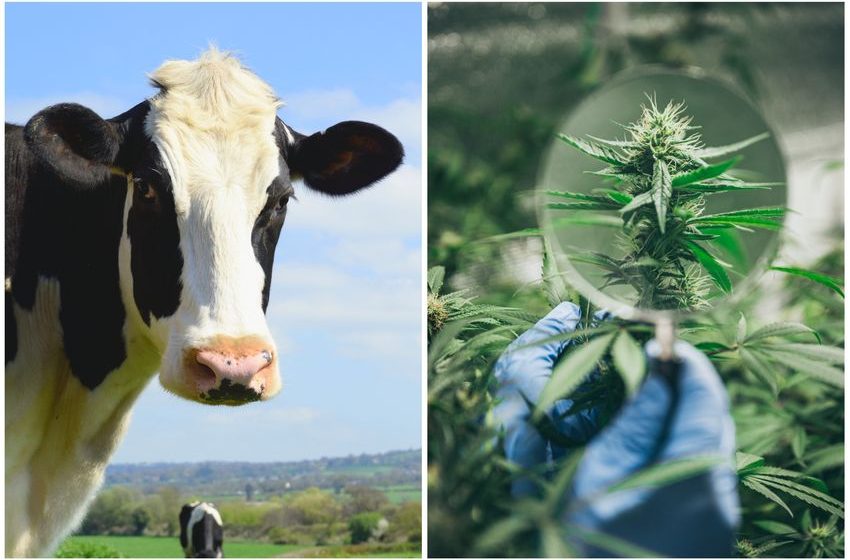  Scientists Fed Dairy Cows Cannabis to See What Would Happen