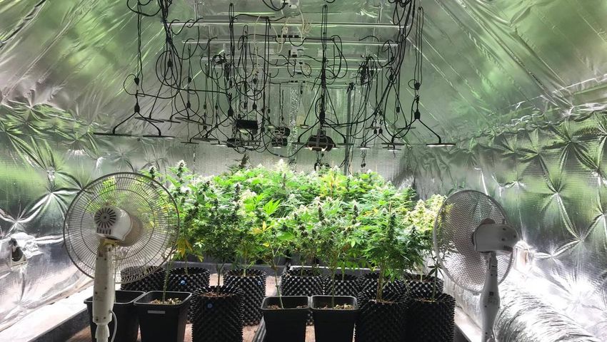  Meath dad who set up cannabis grow house to pay legal fees and have more time for family is jailed