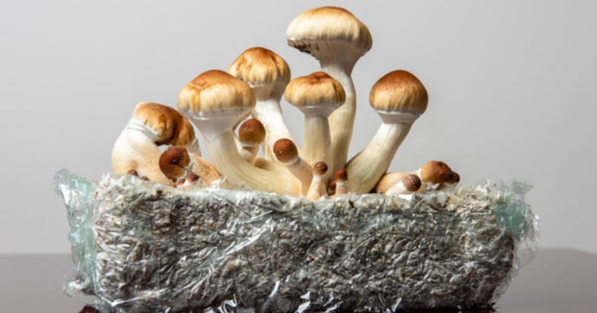  The Psychedelic Renaissance Continues as Colorado Votes on Legalizing Magic Mushrooms