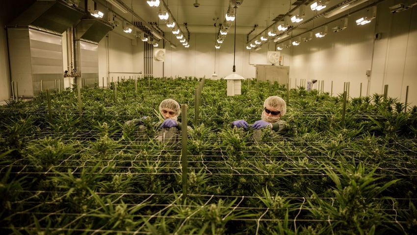  High Society: High Hurdles Face Germany’s Cannabis Legalization Plans