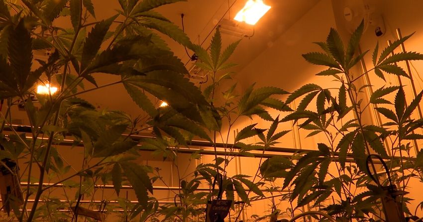  Manhattan voters say no to marijuana business; Gallatin County voters say yes to pot sales tax – KBZK News