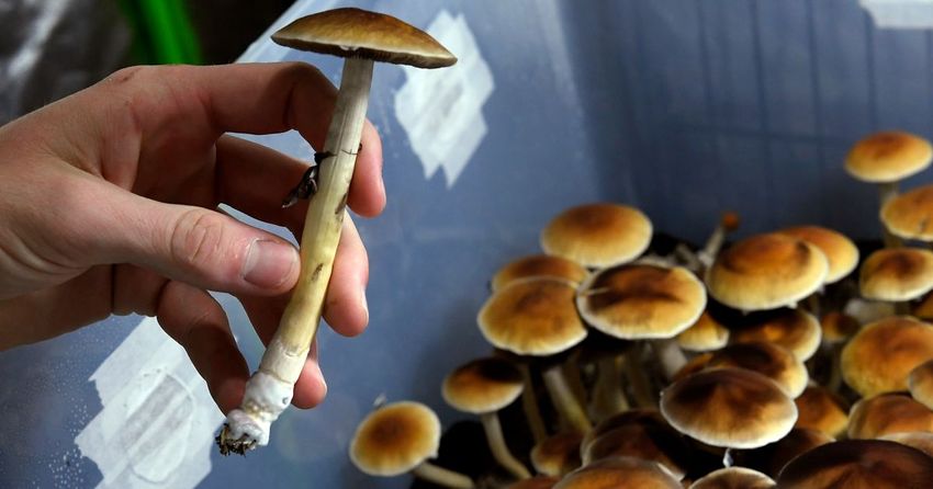  Colorado Voters Decriminalize Psychedelic Mushrooms