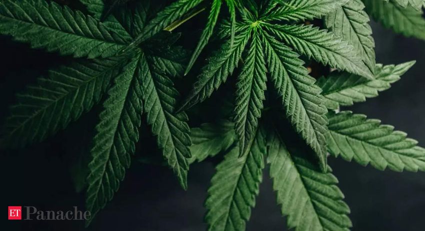  No, cannabis cannot treat pain! New research debunks most common reason cited by users