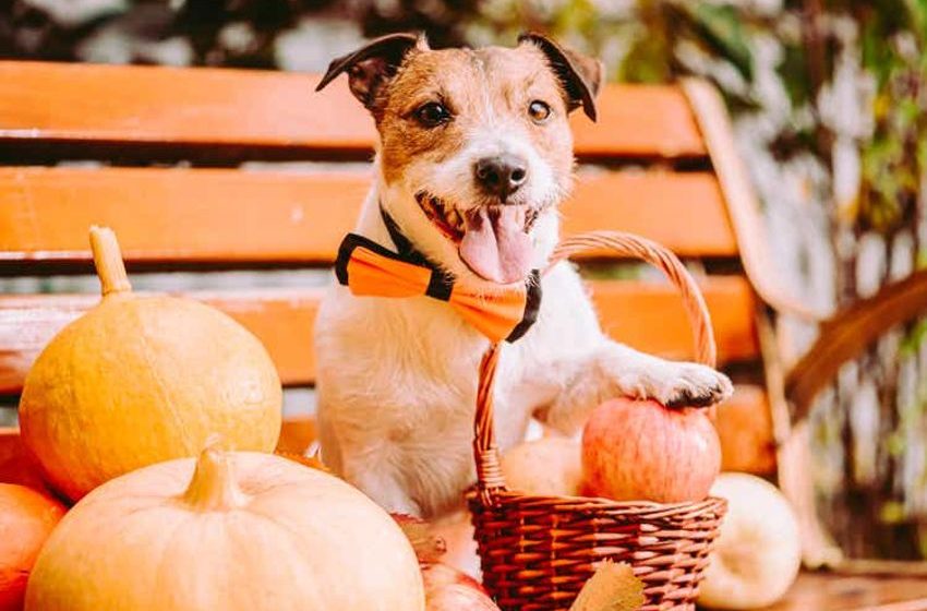  Ripe Now! 8 Post-Harvest November Dividend Dogs